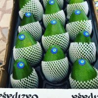 Wholesale high quality fresh healthy fruit avocados
