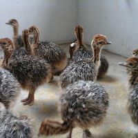 Ostrich Chicks Fertilized Eggs Red and Black neck ostrich chicks