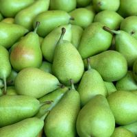 Fresh And Frozen Pears for sale