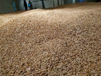 Feed Barley For Animal Feed and Human