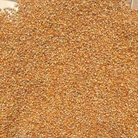 Popcorn Kernel for sale / Butterfly Popcorn and Mushroom Popcorn Kernels