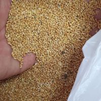 Green Millet Bajra/ Millet Bajra Seeds Dried Millet , Hulled Red Millet, Yellow White Mille Yellow Broom Corn Millet