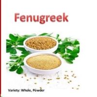 Fenugreek - Spices