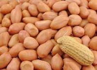 peanuts raw peanut red