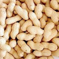 peanuts in nut bags