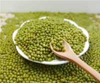 sprouting rate green mung bean Green