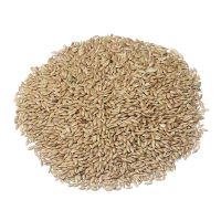 high quality Canary seed for birds seeds