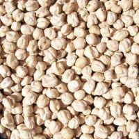 high quality Dried White Chickpeas