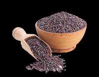 Bulk Price Organic Mustard Seeds