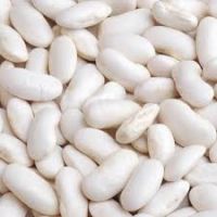 Bulk Spanish White Kidney Bean