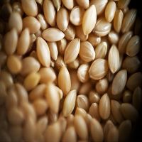 Wheat / Barley / Canary Seeds