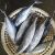 China Manufacturer Seafood And Fresh Frozen Striped Bonito