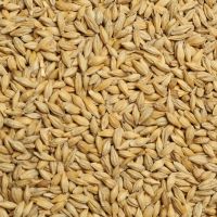 feed Barley for Animal Feed and Human Consumption