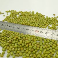 High Quality Dried Green Mung Beans For Sale