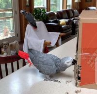 african grey parrots for adoption