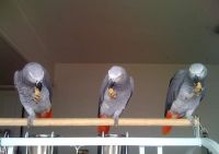 African Grey Parrot & Eggs for Sell