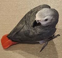 Young And Friendly African Grey Parrots