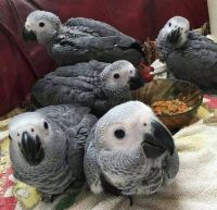 African Grey Babies for Sale