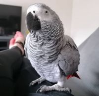 Hand Tamed African Grey Parrots for A New Home