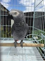 Macaws, African Grey Parrots and More for Sale..
