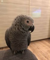 African Grey Parrot/Babies for Sale Online