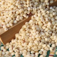 Sorghum