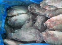 Tilapia Fish