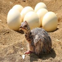 Ostrich Chicks and eggs