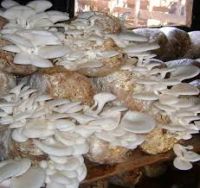 DRY AND FRESH OYSTER MUSHROOMS FOR SALE