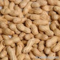 Offer To Sell Peanut