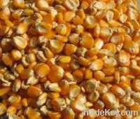 Offer To Sell Yellow Corn