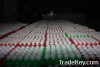 Offer To Sell Fresh White Shell Egg