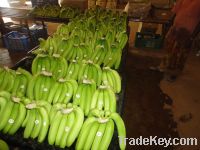 Offer To Sell Fresh Cavendish Banana