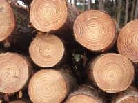 Round Pine Wood Logs Timber