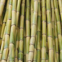 Fresh sugarcane Organic High Quality
