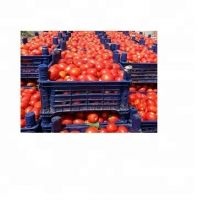 FRESH ORGANIC TOMATO