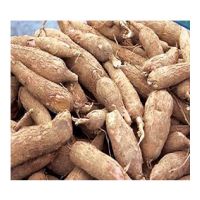 Top Quality Organic Fresh Cassava for Sale, 