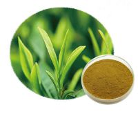 Natural Green Tea Extract Powder Caffeine extract