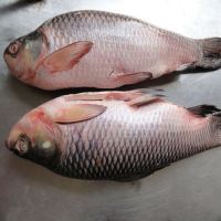 Frozen Rohu Fish available