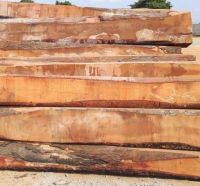 Pine Tree Logs - Pine Wood Logs - Freshly Cut - Bulk - Pinus Radiata