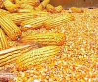 Yellow Corn for Animal Feed