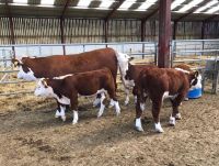 Pregnant Holstein Heifers , Simmental Dairy Cattle , Angus Bulls, Diary Cows, Goats and sheep for sale.