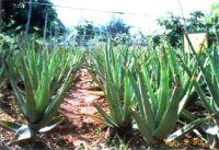 Sell Aloe P.E