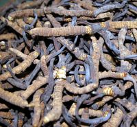 Sell Cordyceps Sinensis Extract