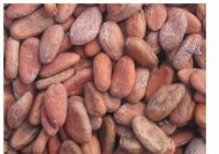 Dried Cocoa Beans