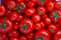 Fresh organic tomatoes, 