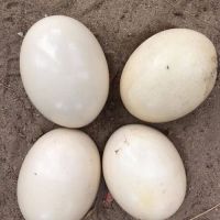 Ostrich eggs