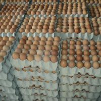 Cobb 700 Cobb, 500 Ross 308 fertile hatching eggs, fresh table eggs