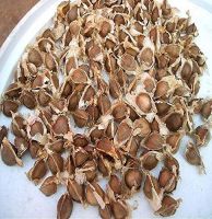 Moringa Seeds