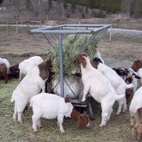 Live goats, boer goats, dorper goats, live cows